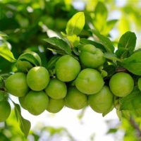 Kakadu Plum